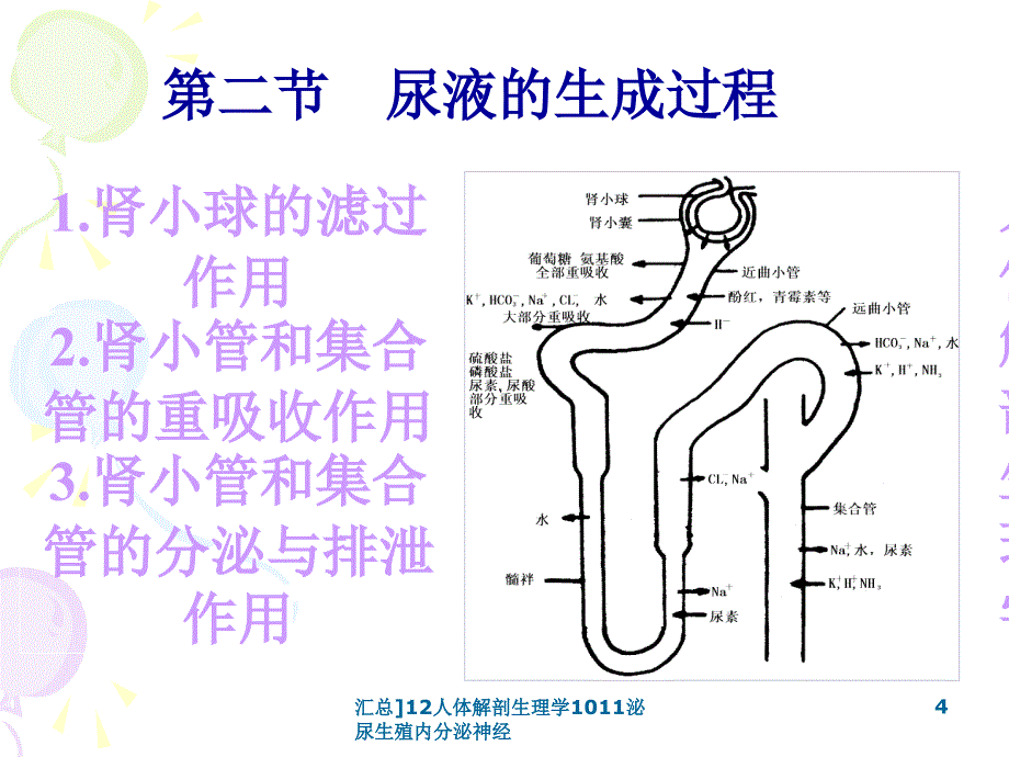 汇总12人体解剖生理学1011泌尿生殖内分泌神经课件_第4页