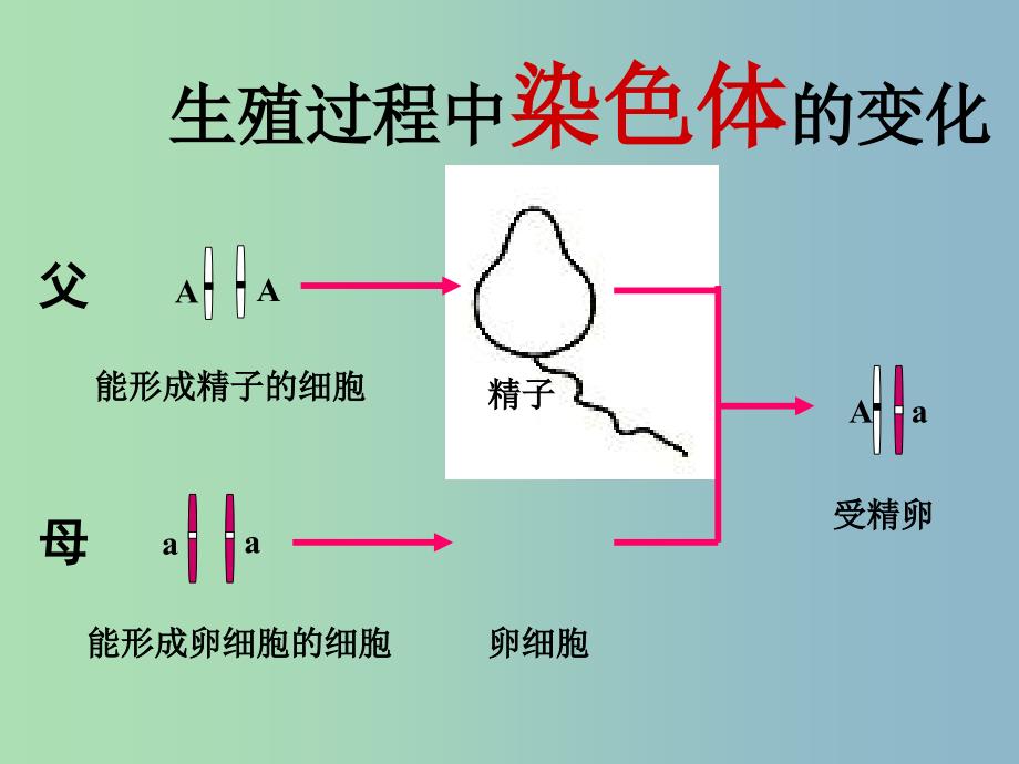 八年级生物下册 7.2.3 基因的显性和隐性课件 新人教版.ppt_第1页