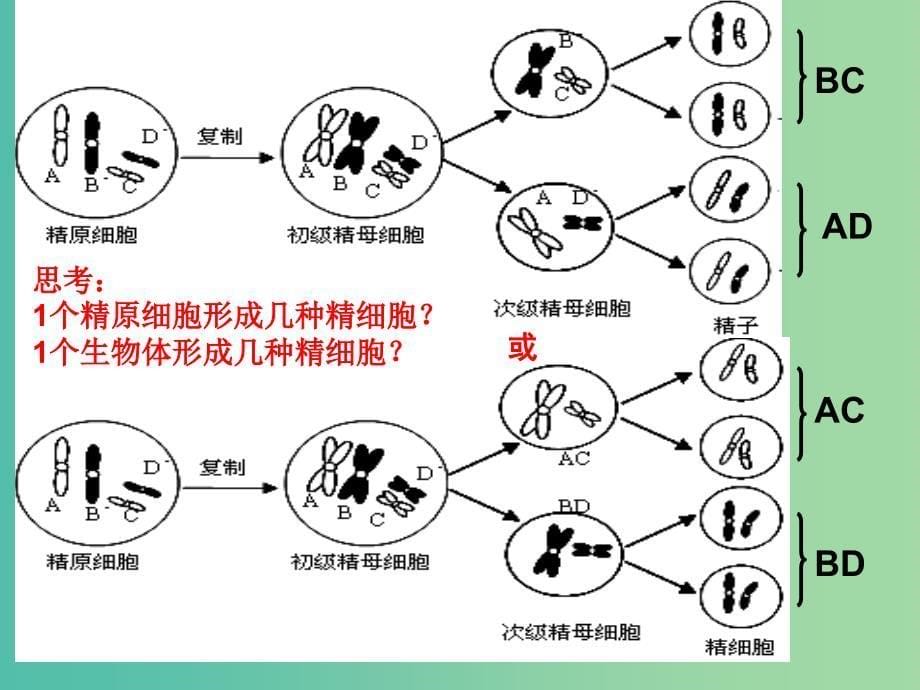 高中生物 2.1减数分裂（4）课件 新人教版必修2.ppt_第5页