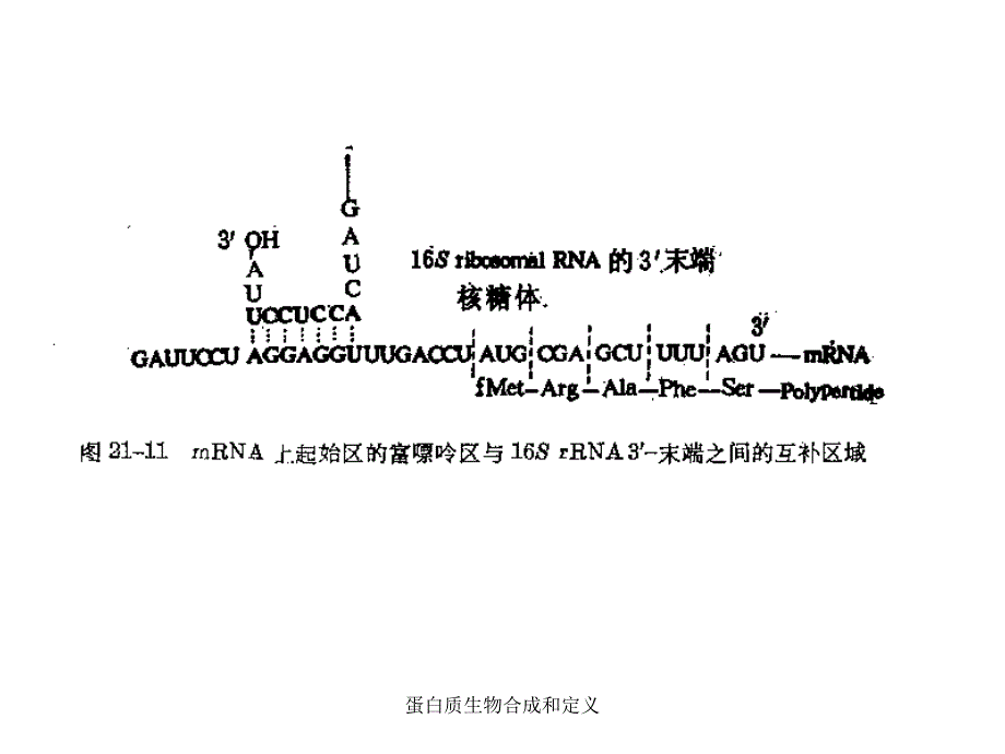 蛋白质生物合成和定义课件_第4页