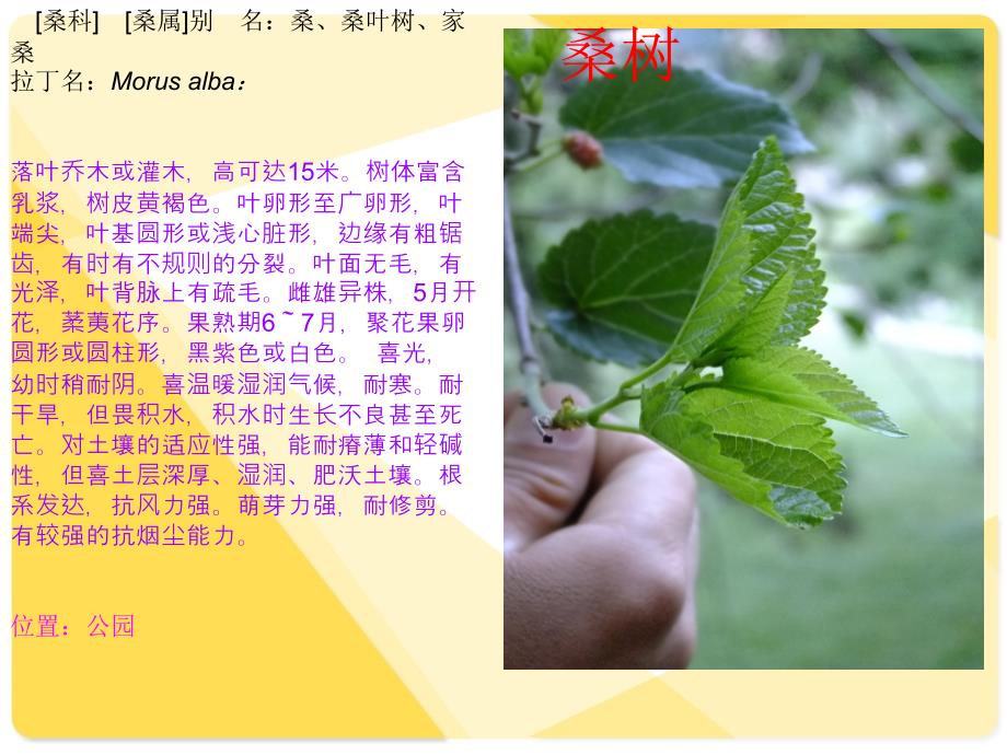 山西师大植物学试验2_第1页