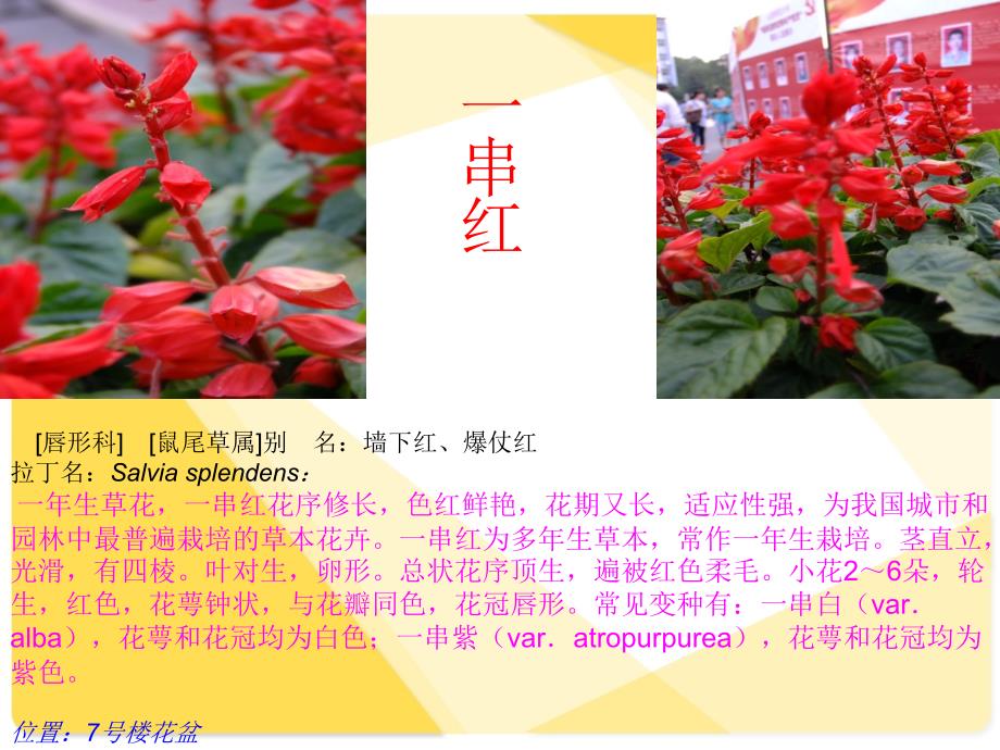 山西师大植物学试验2_第2页