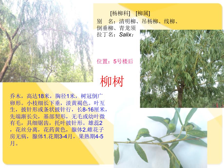 山西师大植物学试验2_第3页