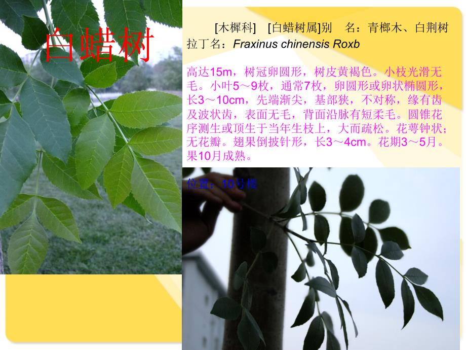 山西师大植物学试验2_第4页