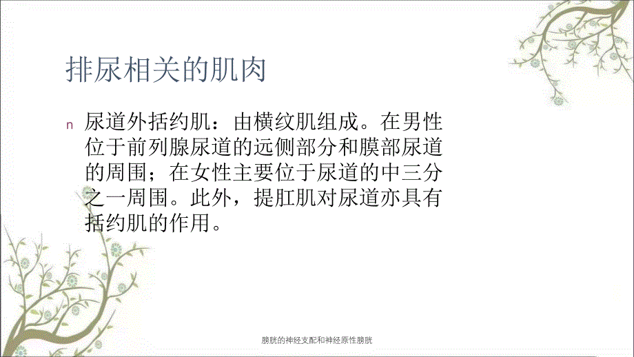 膀胱的神经支配和神经原性膀胱_第4页