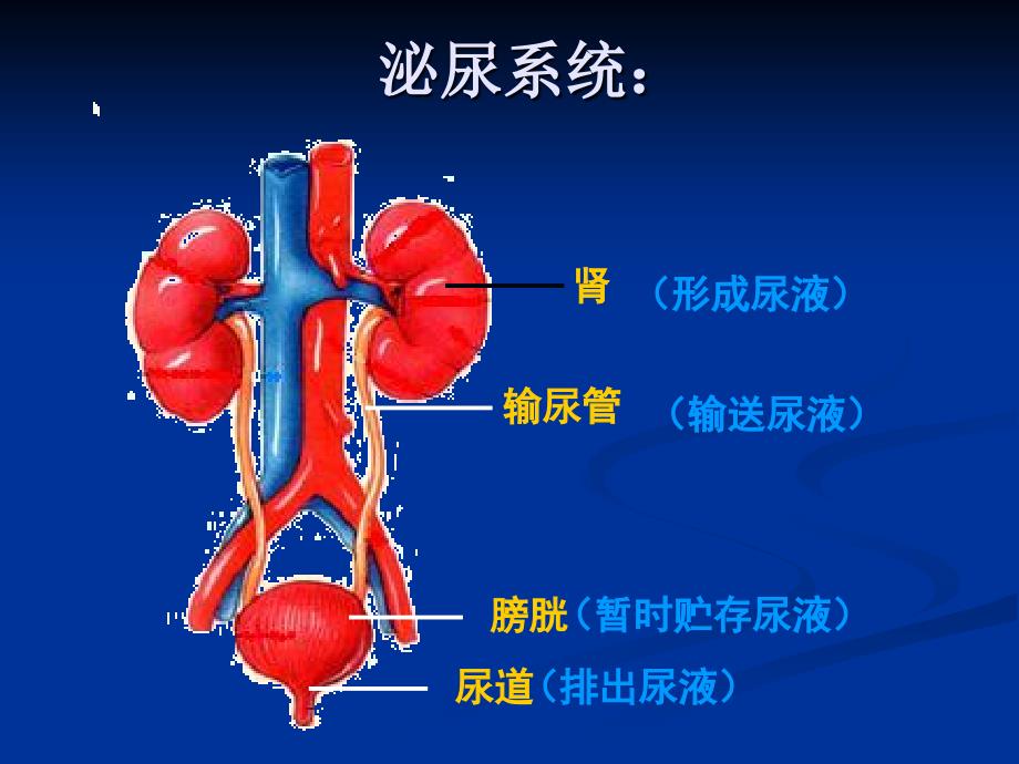 尿的形成和排出课件_第4页