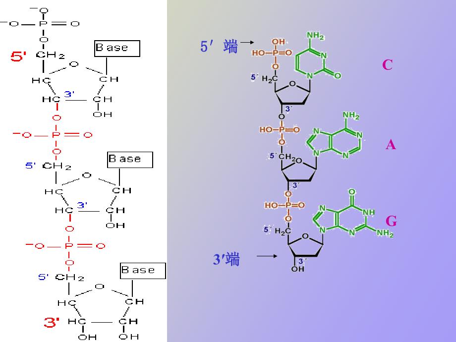 核酸的物理化学性质_第3页