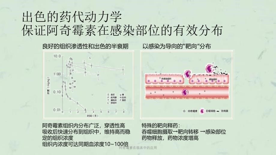 阿奇霉素在临床中的应用课件_第5页