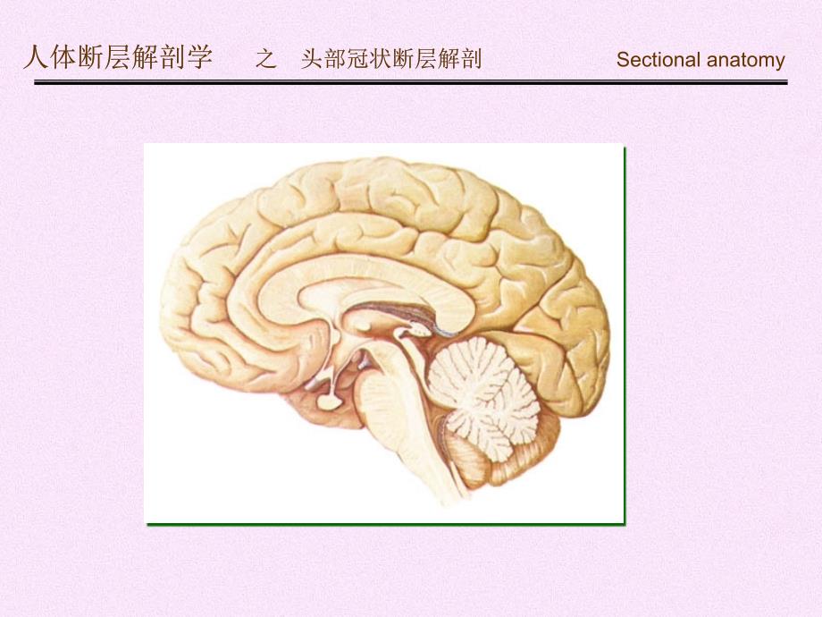 人体断面解剖学头部冠状断层解剖_第4页