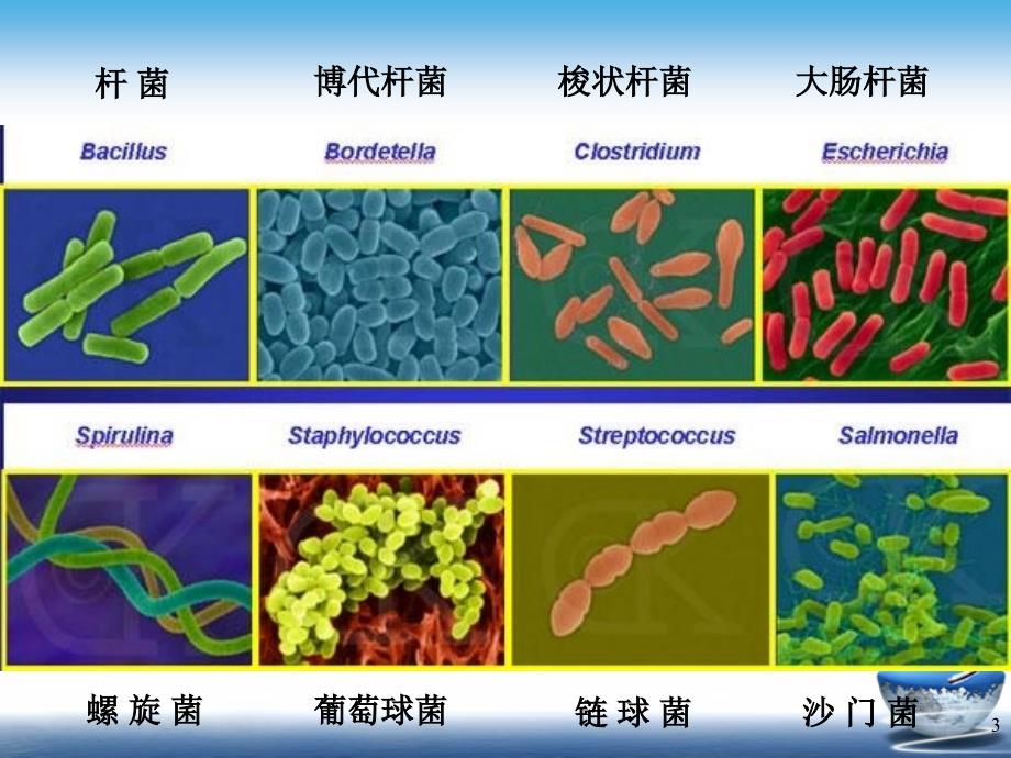 药物化学第五章抗生素内酰胺ppt课件_第3页