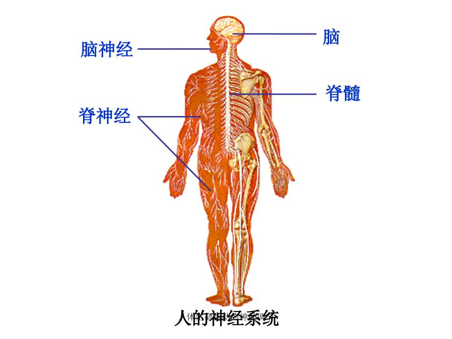 人体生命活动的神经调节_第2页