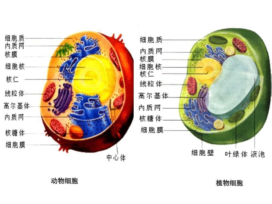 动物细胞组织器官和系统_第5页