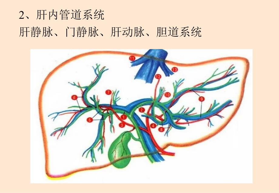 爱爱医资源-超声诊断学——肝胆胰脾_第4页