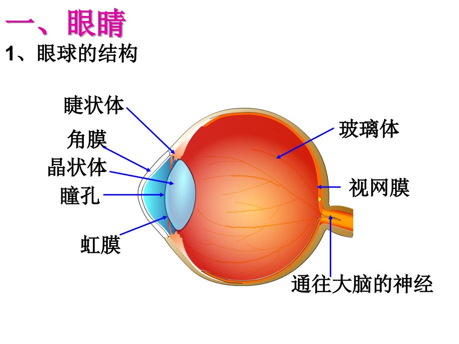 眼睛和眼镜ppt+flash课件.ppt_第3页