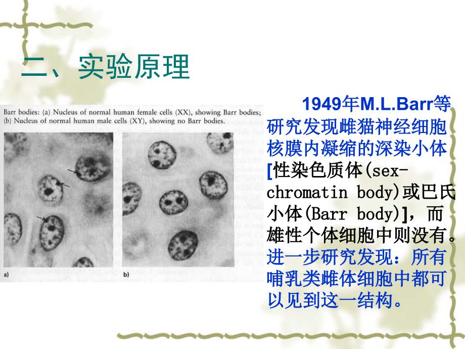 实验七人体性染色质体的观察_第3页