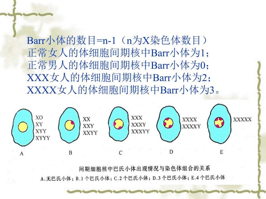 实验七人体性染色质体的观察_第5页