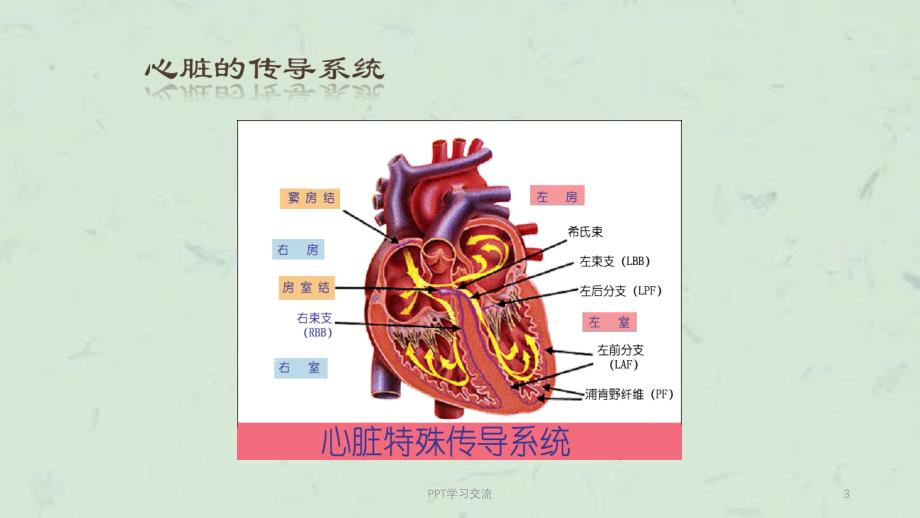 恶性心律失常的识别与护理ppt课件_第3页