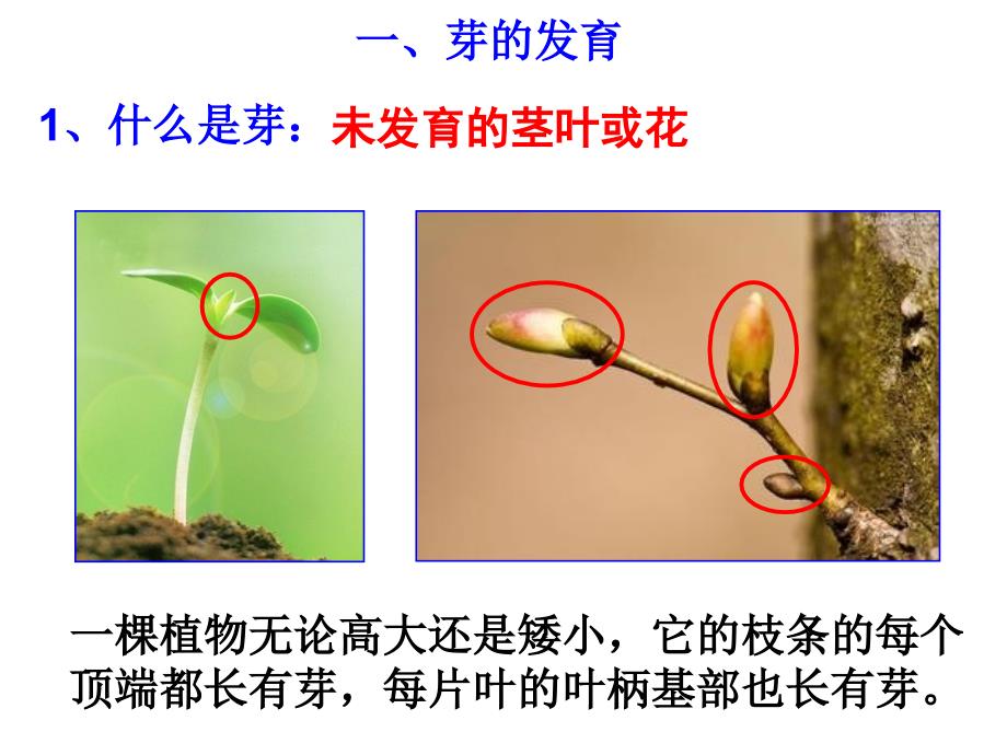 第4节植物的一生第三课时_第3页