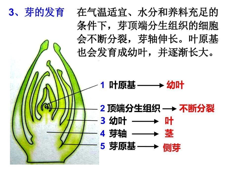 第4节植物的一生第三课时_第5页