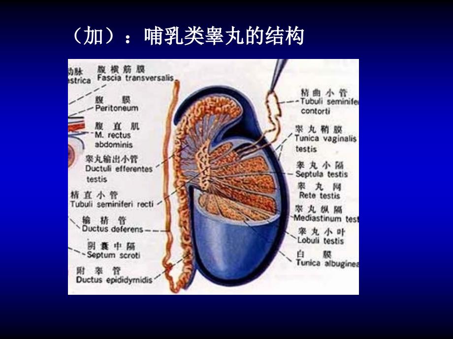 发育生物学02精子发生_第3页