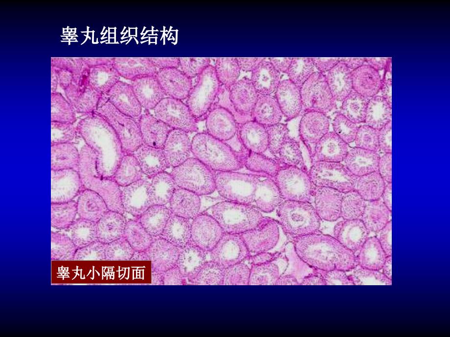 发育生物学02精子发生_第4页