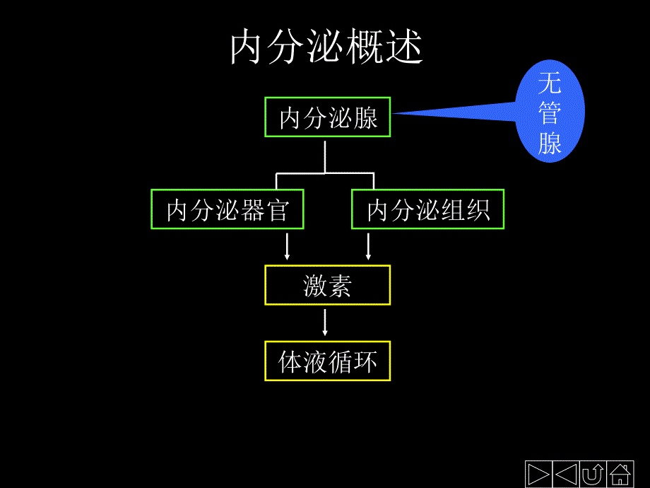 《内分泌系统》PPT课件.ppt_第2页