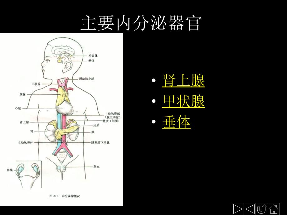 《内分泌系统》PPT课件.ppt_第3页