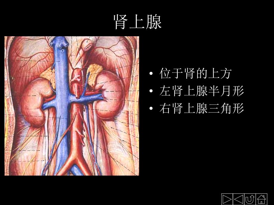 《内分泌系统》PPT课件.ppt_第4页