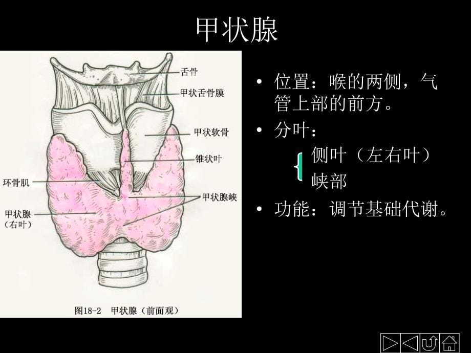 《内分泌系统》PPT课件.ppt_第5页