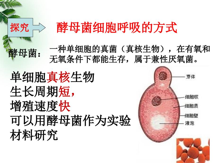 最新53ATP的主要来源——细胞呼吸精选PPT文档_第4页