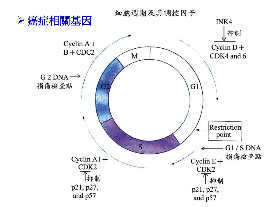 癌症的分子诊断PPT课件_第4页