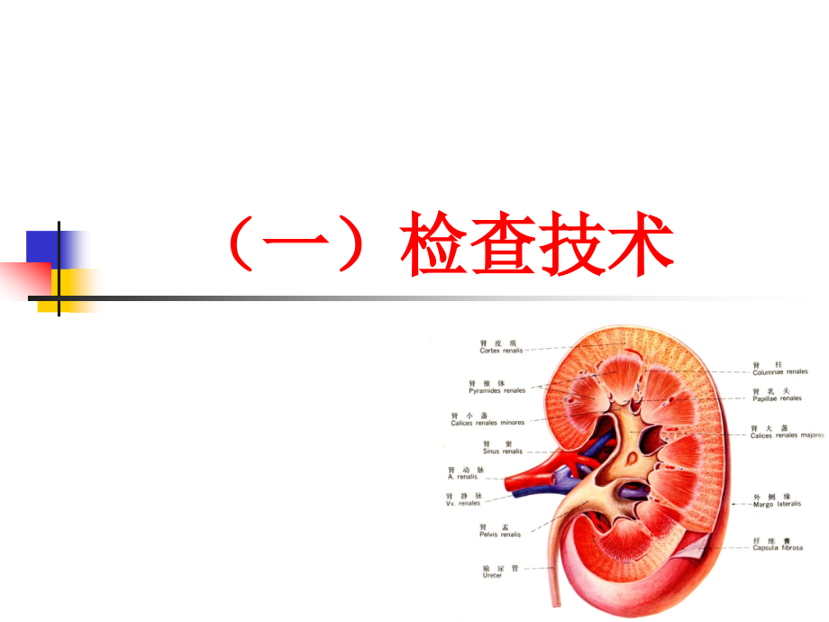 医学影像学：泌尿系统_第2页