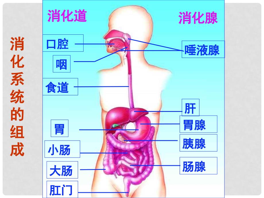 七年级生物下册 第2单元 第1章 第3节 营养物质的吸收和利用课件 （新版）冀教版.ppt_第1页