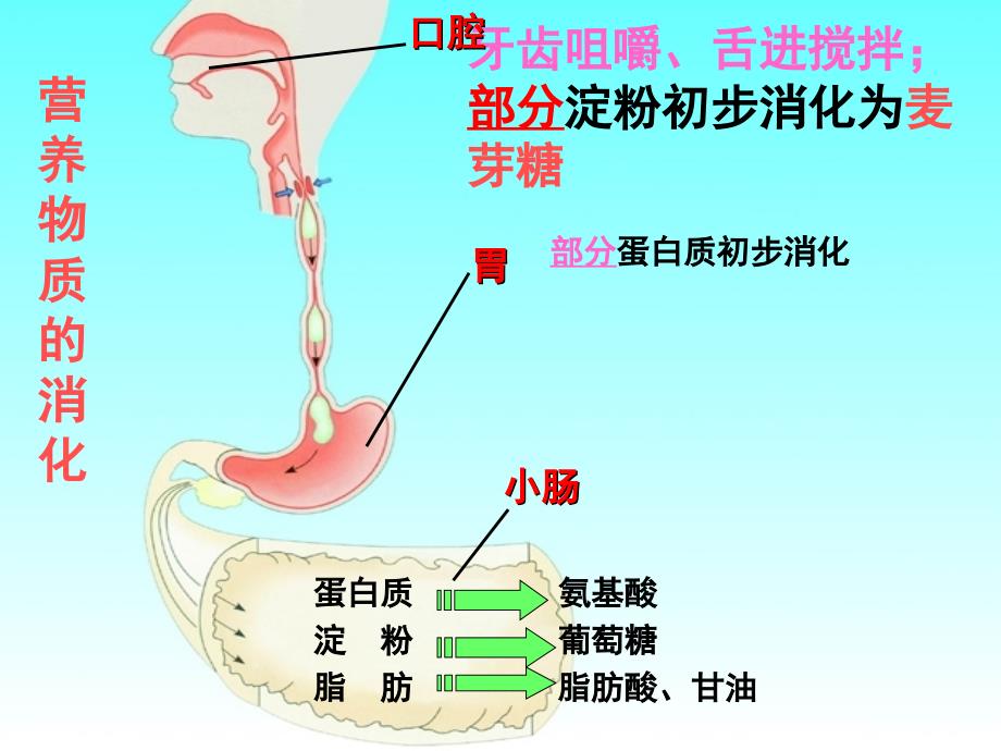 七年级生物下册 第2单元 第1章 第3节 营养物质的吸收和利用课件 （新版）冀教版.ppt_第2页