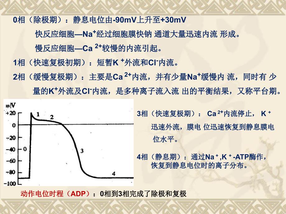 常用的抗心律失常药讲义_第3页