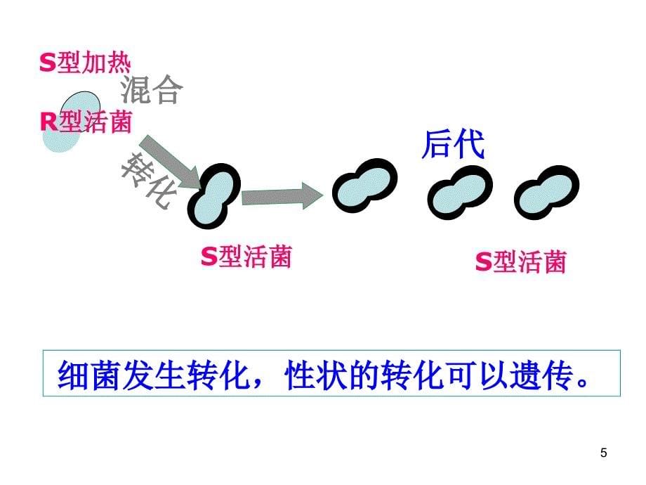 生物3.1DNA是主要的遗传物质课件1新人教版必修2_第5页