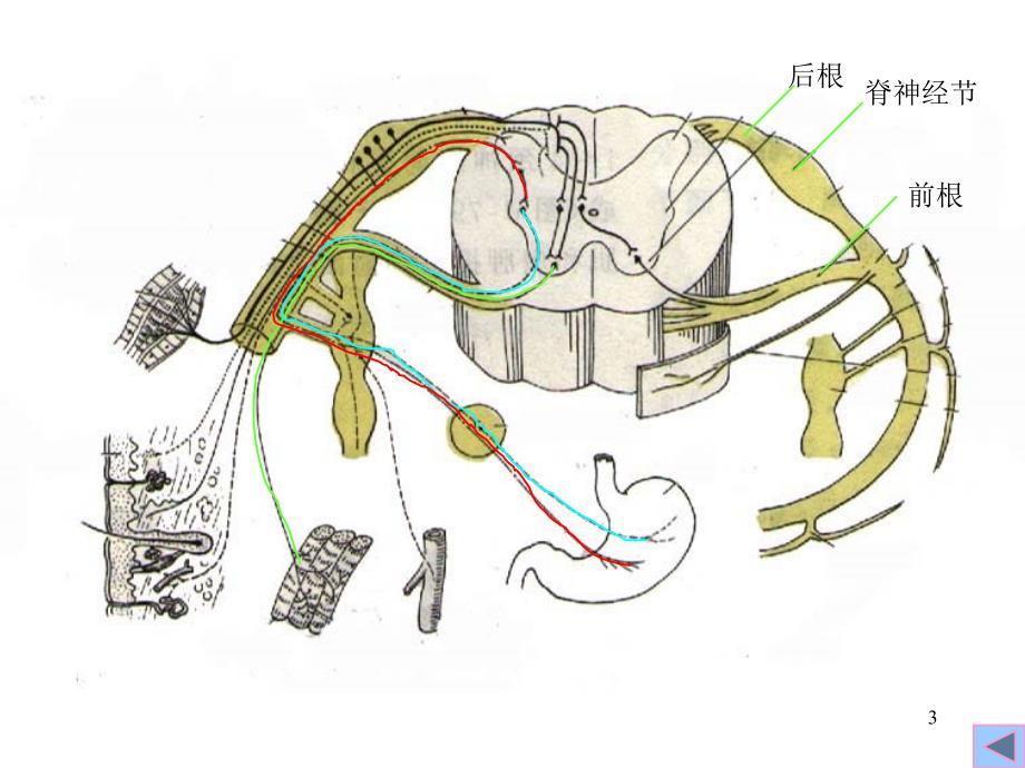 医学百事通移动医疗资料库脊神经转_第3页