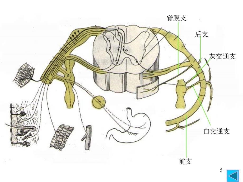 医学百事通移动医疗资料库脊神经转_第5页