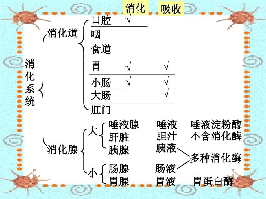 第二节(1)食物的消化课件_第5页