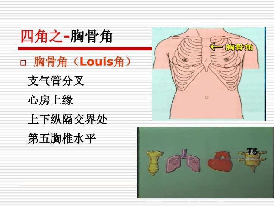 肺部体格检查视、触、叩诊、听诊2课件_第5页