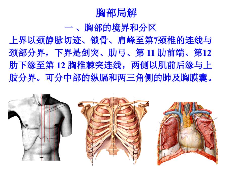 胸浅、上肢局解_第4页