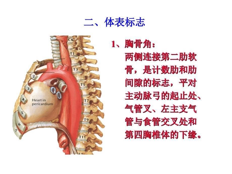 胸浅、上肢局解_第5页