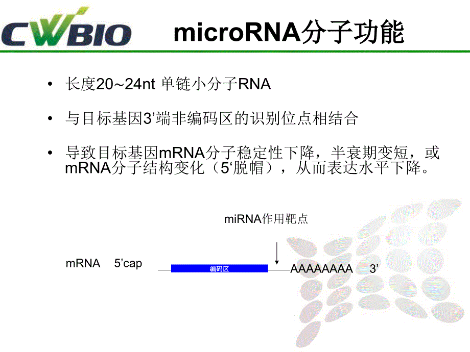 荧光定量PCR技术讲座_第4页