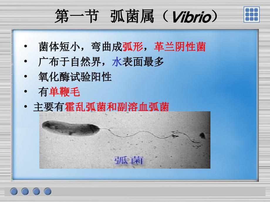 《医学微生物学》教学课件：第八章螺形菌_第2页