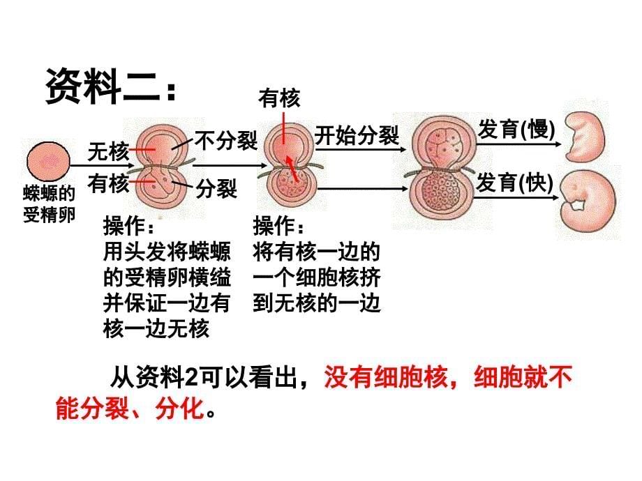 生物学必修3.3细胞核系统的控制中心PPT课件_第5页