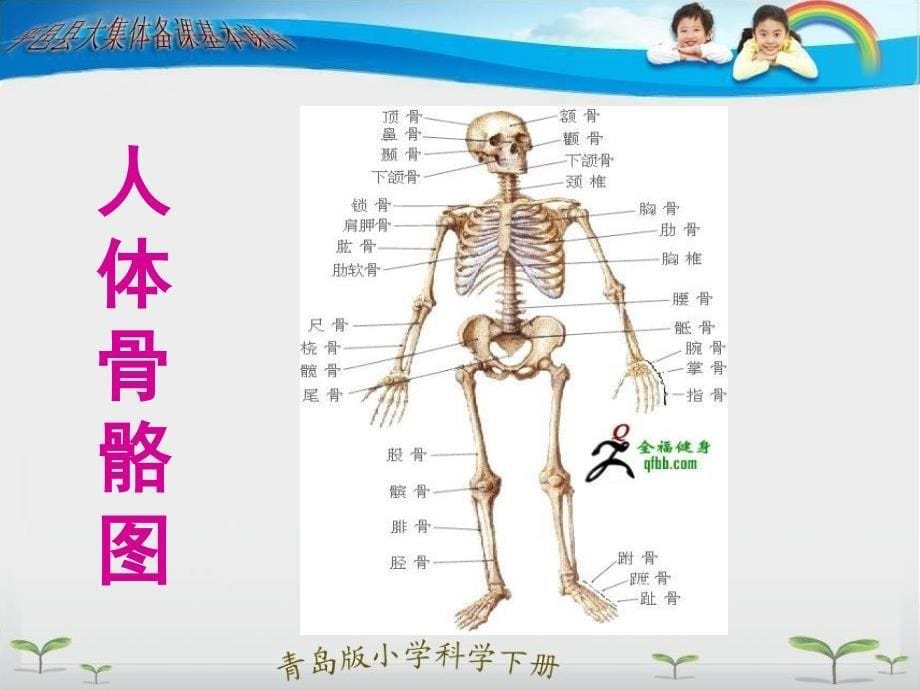 小学科学三年级下册我们的身体课件_第5页