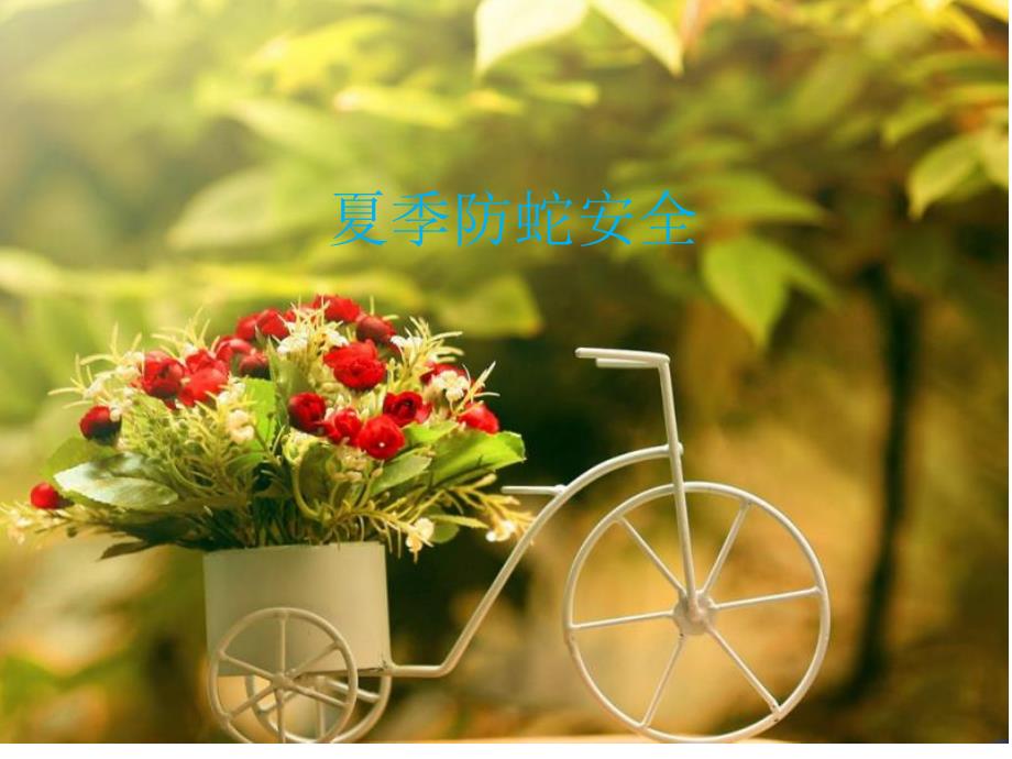 夏季防蛇安全培训课件_第1页