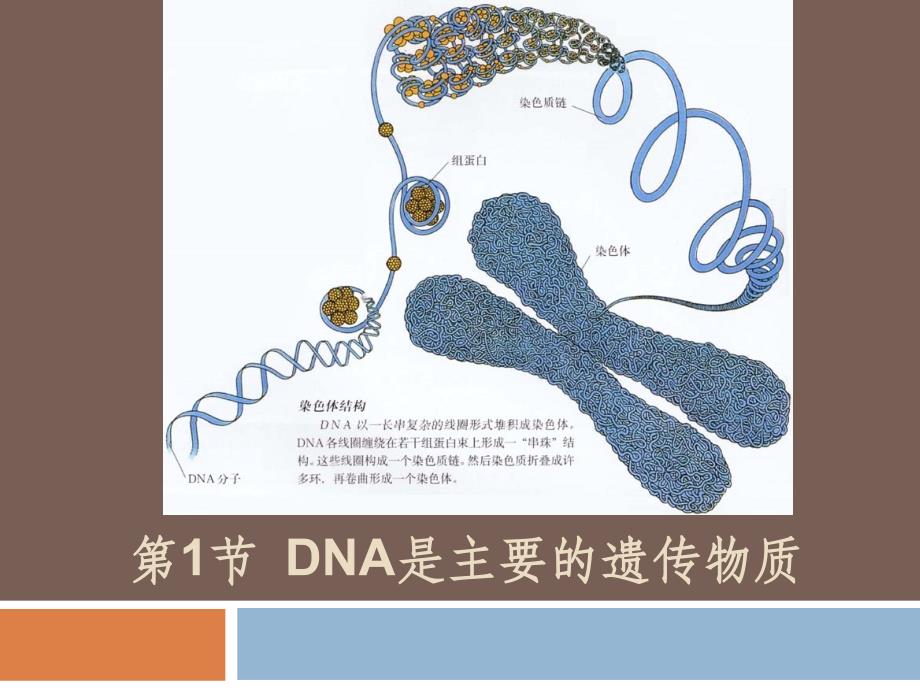 第3章第1节DNA是主要的遗传物质_第2页