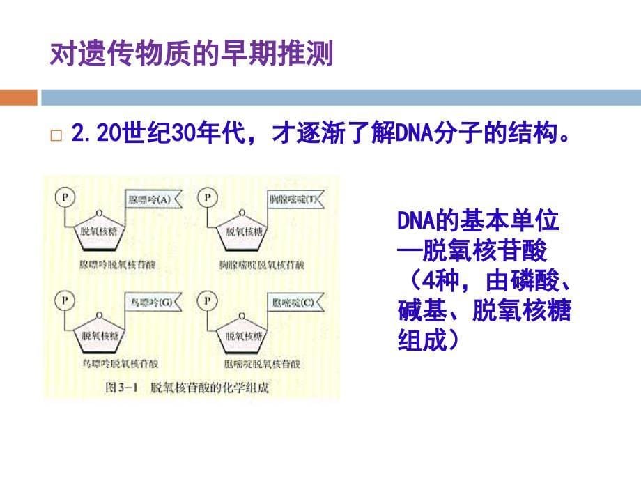 第3章第1节DNA是主要的遗传物质_第5页