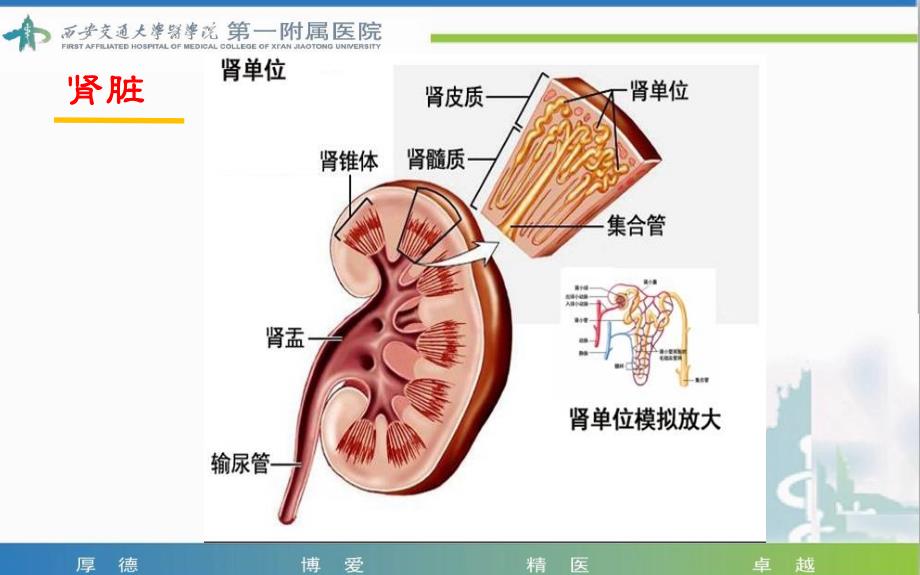 肾部分切除术患者的护理查房—曹丹丹.ppt_第3页